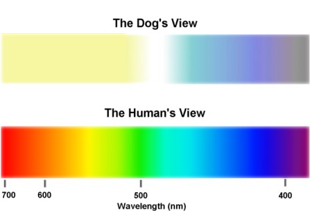 [dogvis.jpg]