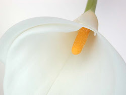 White lily