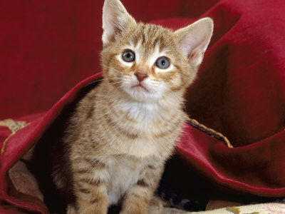 light brown kitten