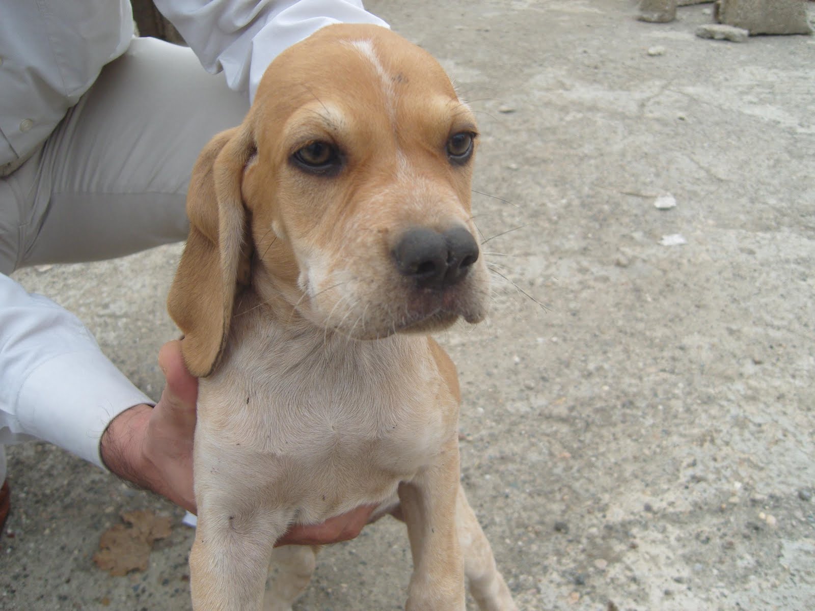 DİŞİ TARSUS ÇATALBURUN AV KÖPEĞİ YAVRUSU, AV KÖPEKLERİ, SATILIK,UCUZ