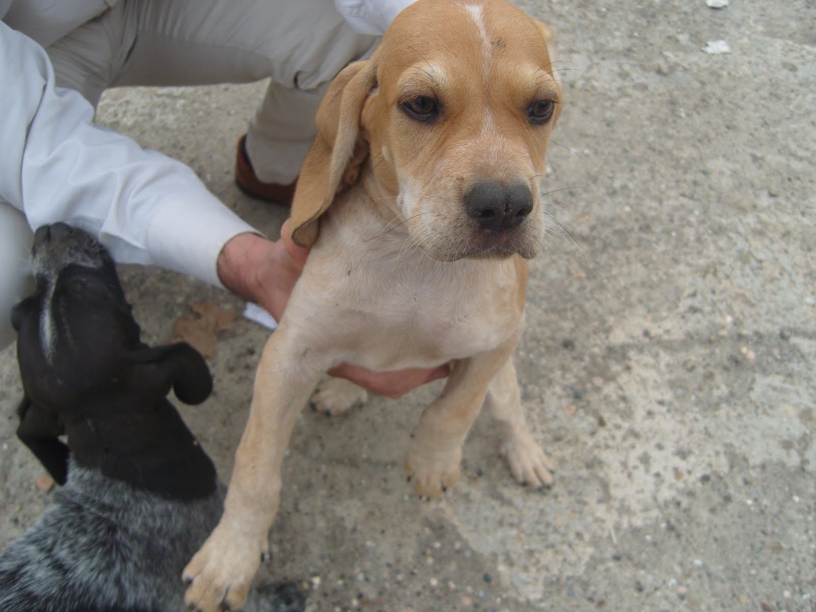 DİŞİ TARSUS ÇATALBURUN AV KÖPEĞİ YAVRUSU, AV KÖPEKLERİ, SATILIK,UCUZ