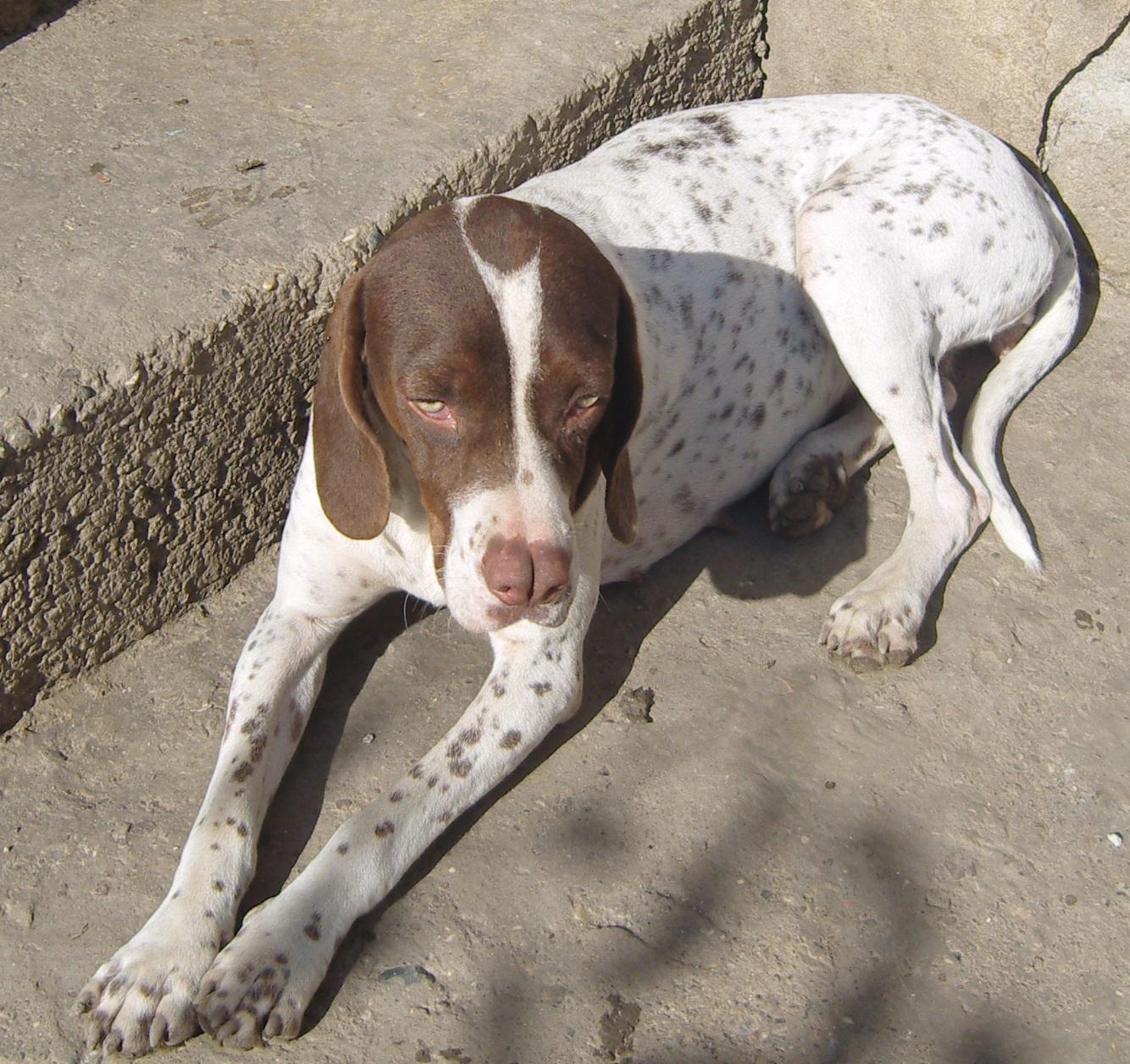 DİŞİ TARSUS ÇATALBURUN AV KÖPEĞİ, AV KÖPEKLERİ, eğitimi, ucuz, satılık