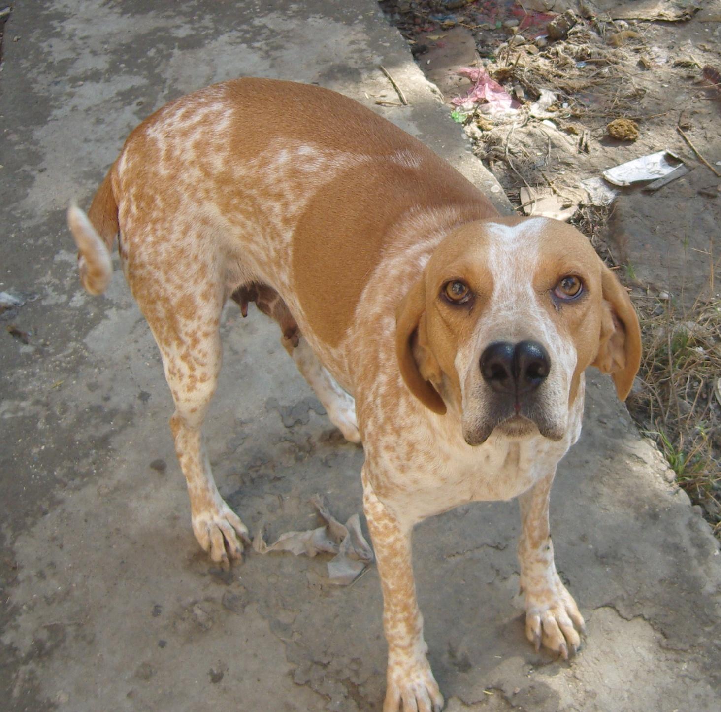 DİŞİ TARSUS ÇATALBURUN AV KÖPEĞİ, Av köpekleri, satılık, ucuz, eğitimi
