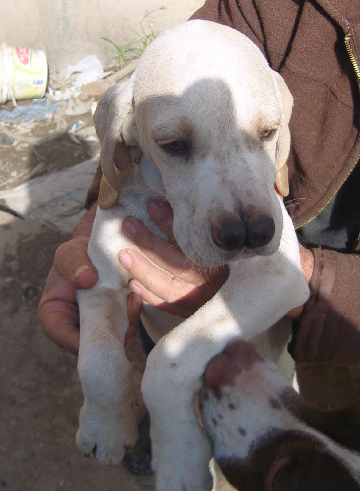 TARSUS ÇATALBURUN AV KÖPEĞİ YAVRUSU, AV KÖPEKLERİ, EĞİTİMİ, SATILIK
