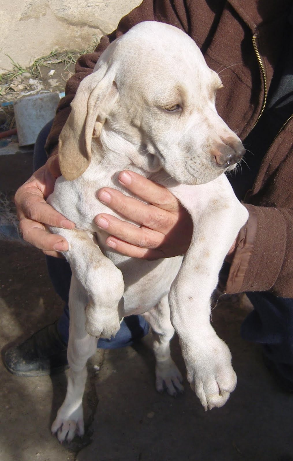 TARSUS ÇATALBURUN AV KÖPEĞİ YAVRUSU, AV KÖPEKLERİ, EĞİTİMİ, SATILIK