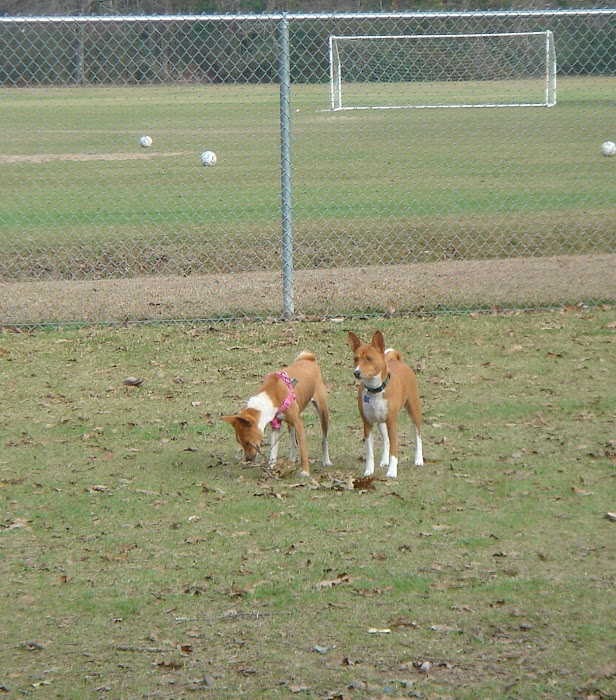 Roxy and Iggy at the park