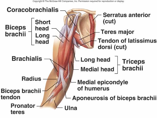 Medial Tricep Head