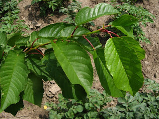 Tre�nja (Prunus avium L.) (1),