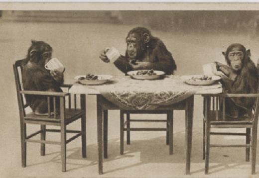 apes in clothes