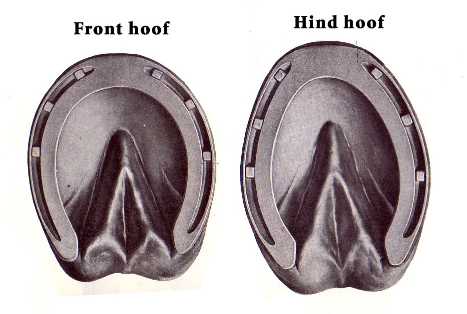 Phaze Studio Online Journal Horse feet, part 2 Shape & Structure