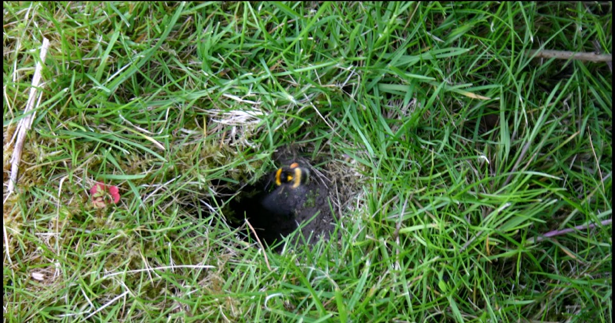 Jim's World Underground bee hive in my garden