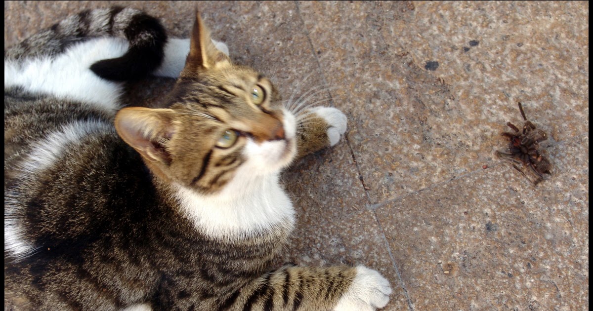 . Look what the Cat Dragged in