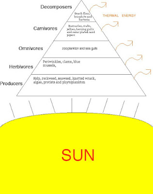 Grassland Energy Pyramid