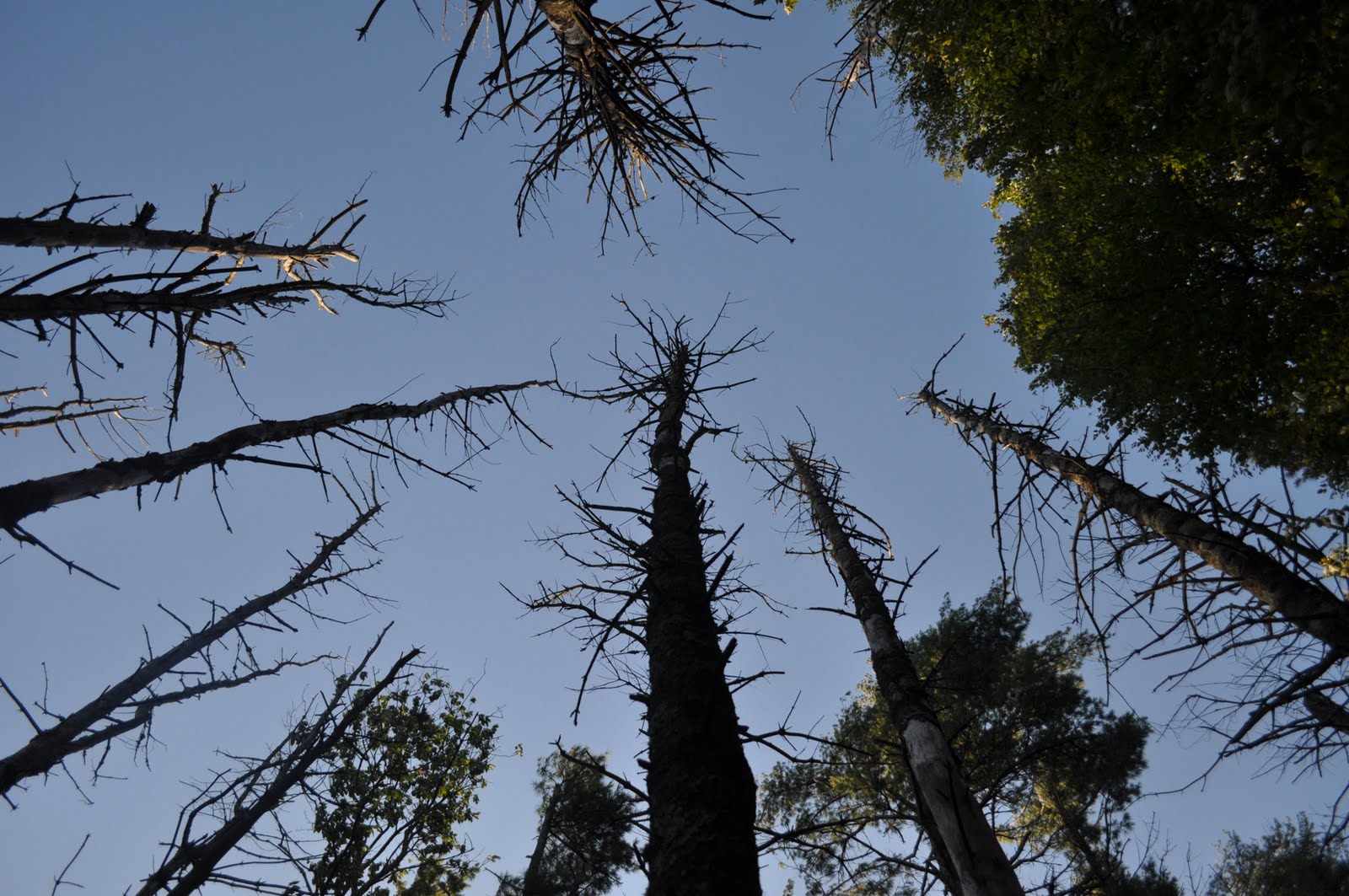 Dead Pine