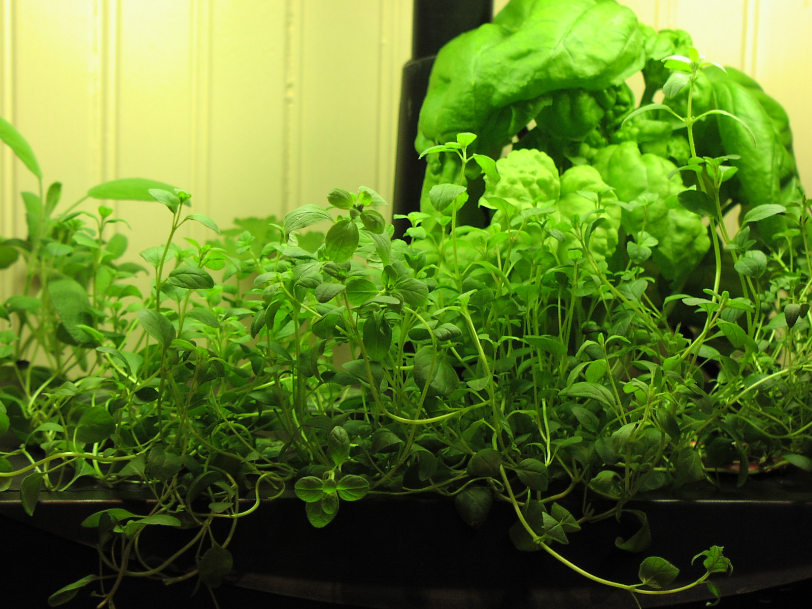 Ask Nicola The difference between oregano and marjoram