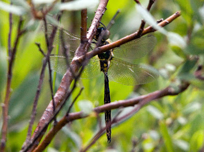 Northern Emerald