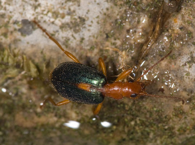 Brachinus sclopeta