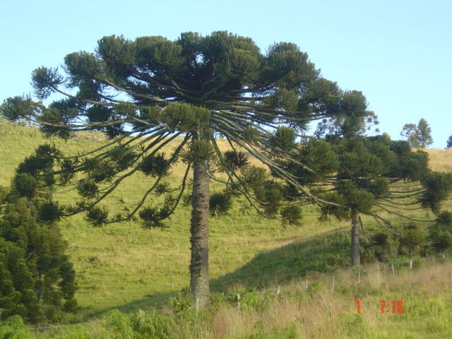 GENEALOGIA SERRANA DE SANTA CATARINA - FAMÍLIAS SOUZA, RIBEIRO, PALMA E OUTRAS