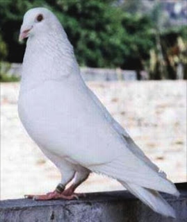 Koleksi Gambar Burung Merpati Pos