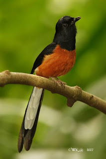 Gambar Burung Murai Batu