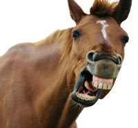 [horse-teeth3.jpg]
