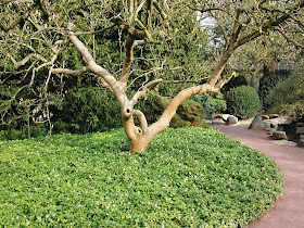 Alexander S Bonsai Blog
