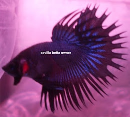 Crowntail