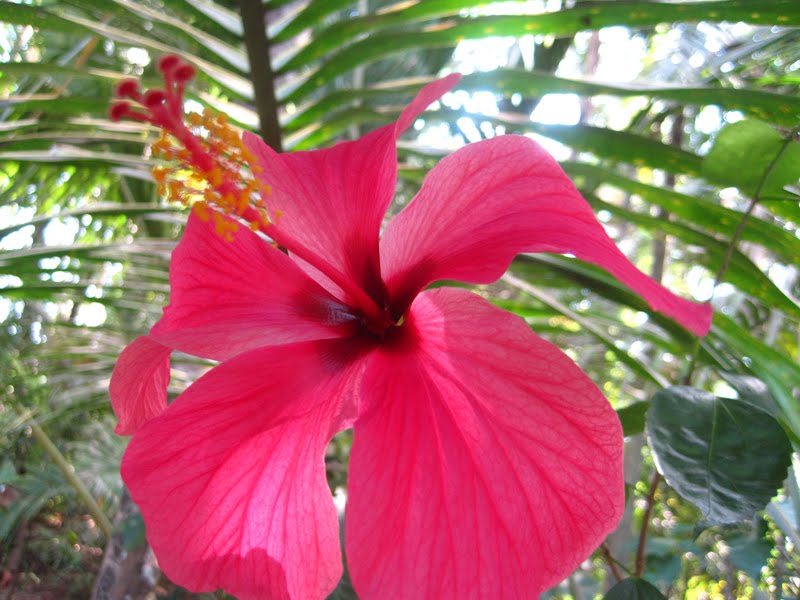 My Photography jaswand flower