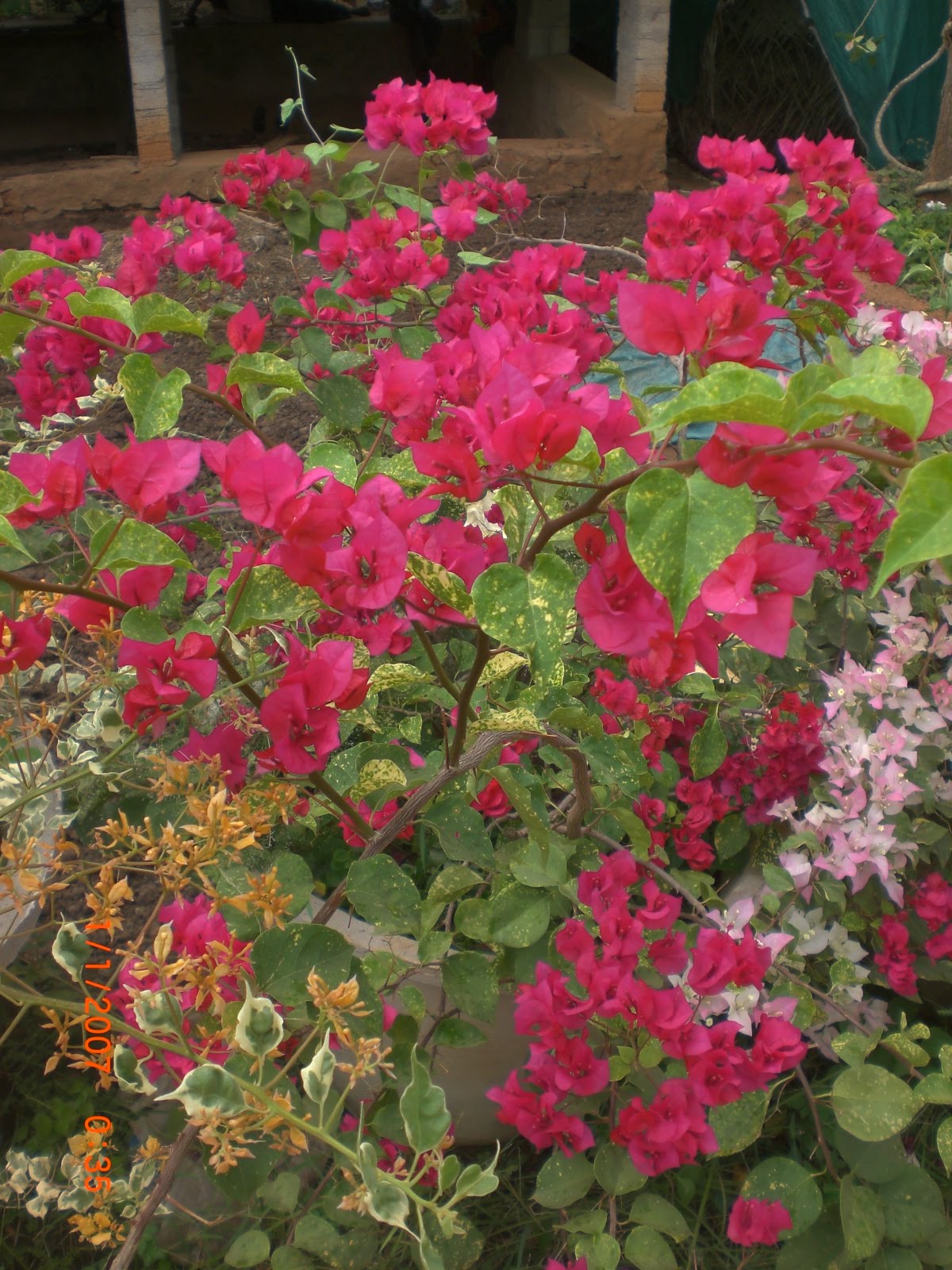 Crotons World Bougainvillea plants Buy Plants in Chennai India