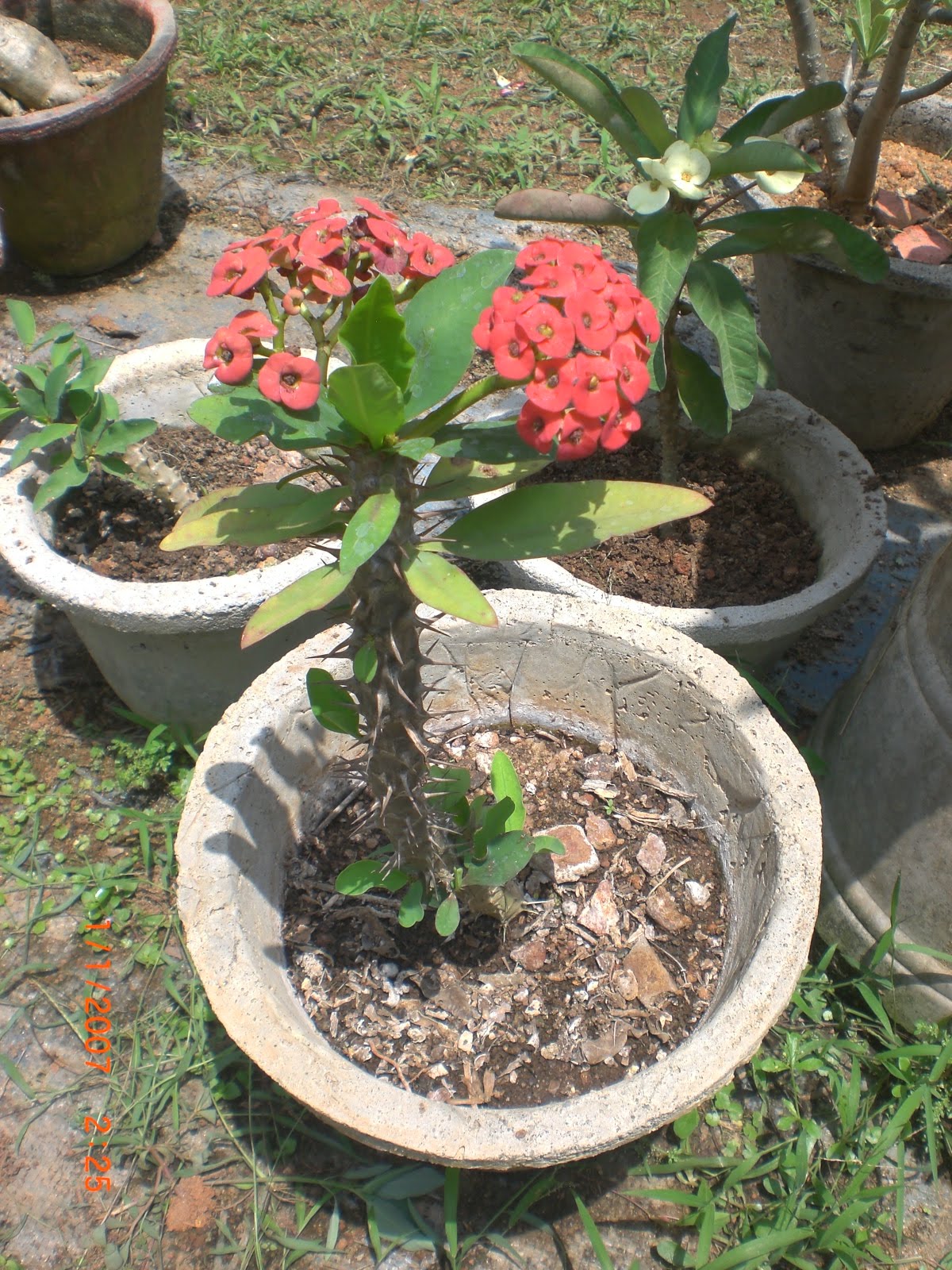 Picture Of Euphorbia