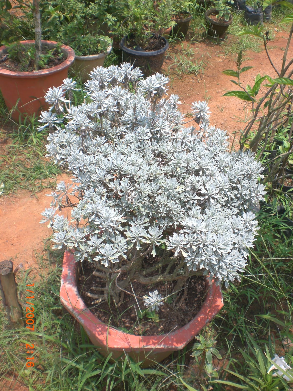 Crotons World Dusty miller Buy Plants in Chennai India