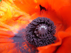 Poppy in Summer