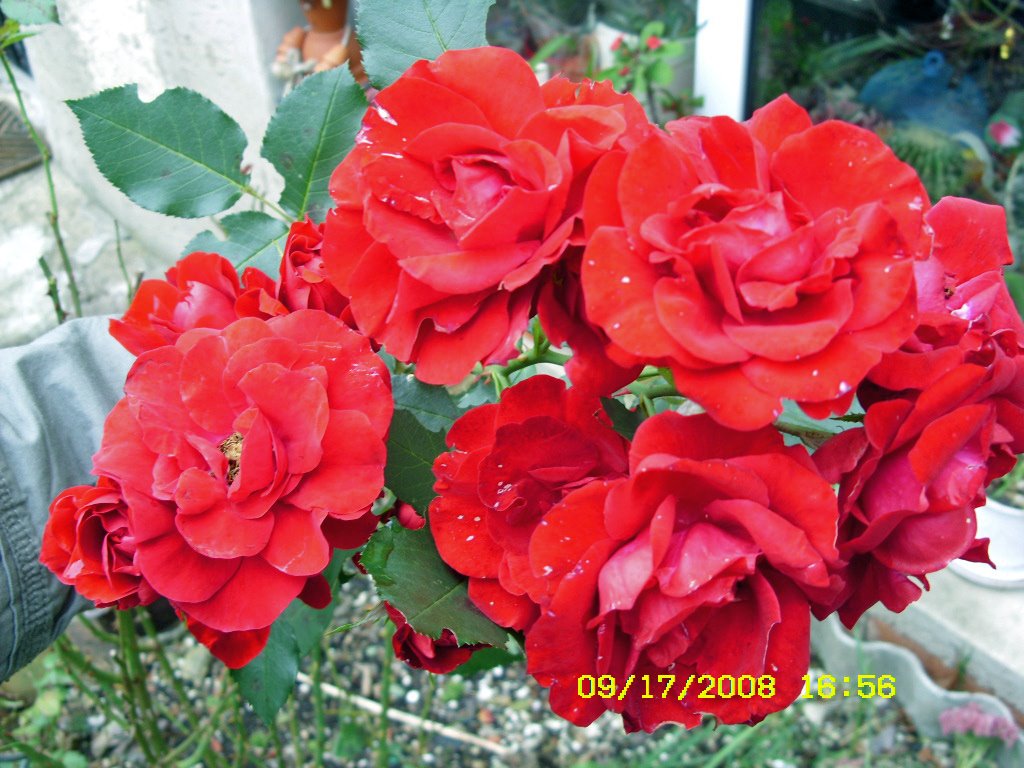 [SN850380_edited.JPG]