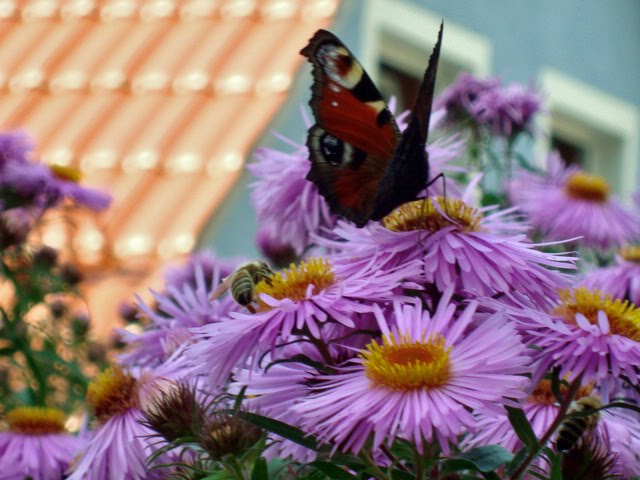[Sept.20-25,2009-sony.obi.hhnfels.flwrs460_edited.JPG]