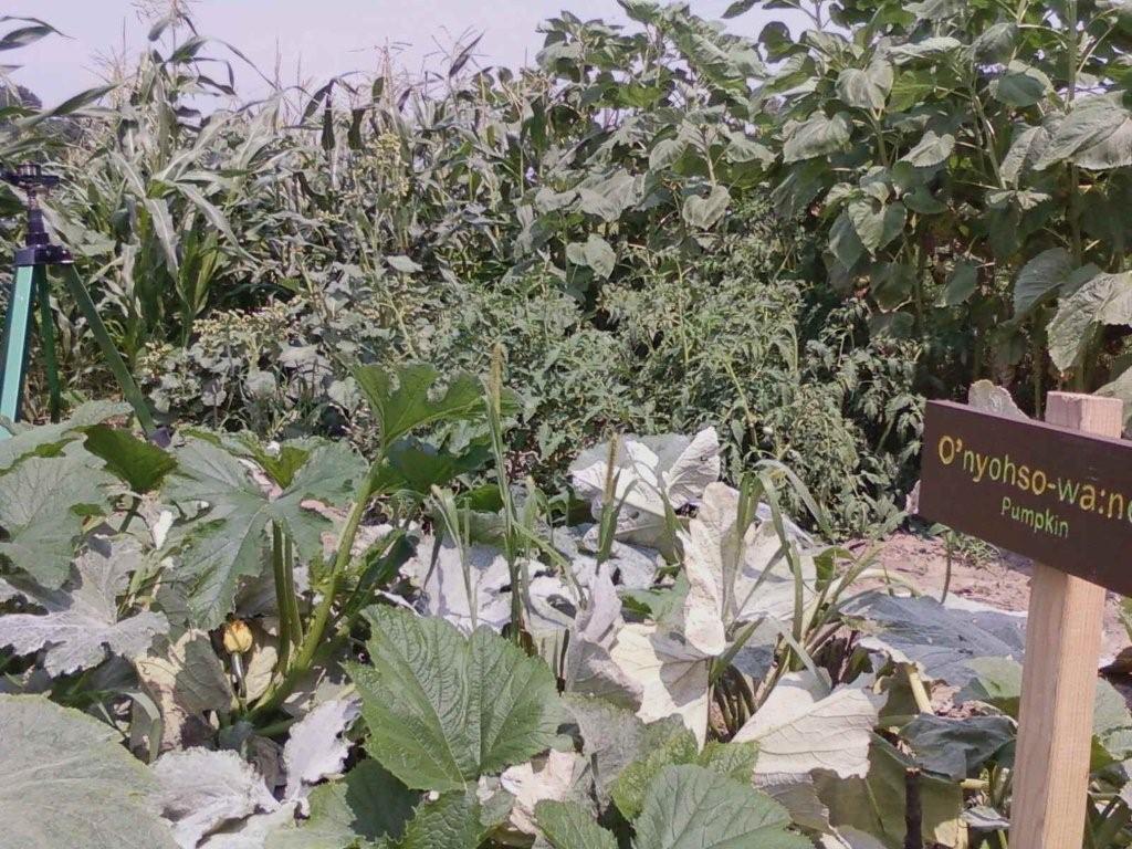 Friends Of Ganondagan The Three Sisters Garden