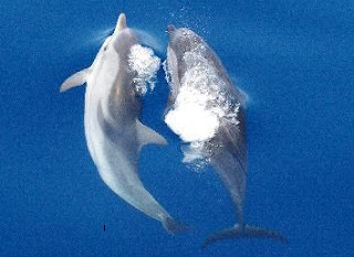 Delfin2.jpg