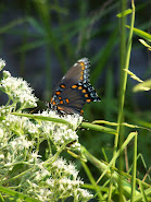 Summer Butterflies