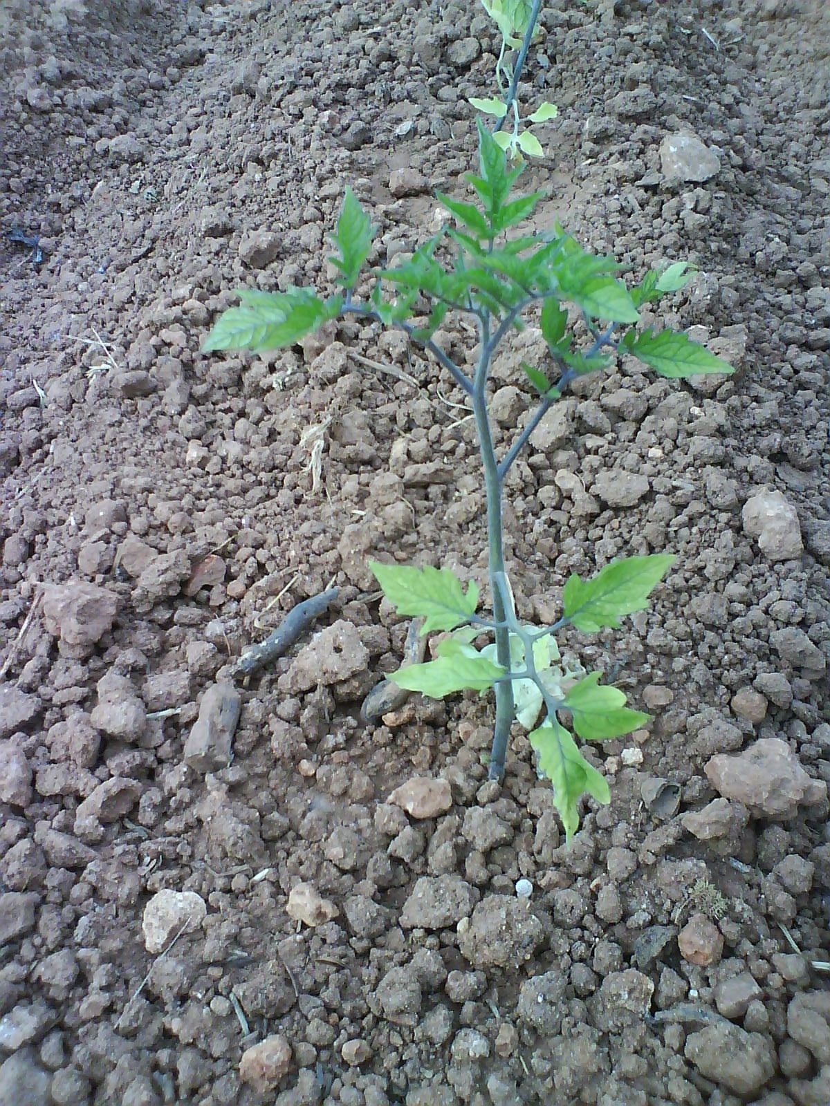 [DSC01162.JPG]