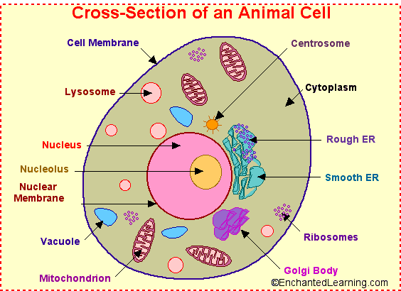 Parts of a Typical animal cell ; 1.