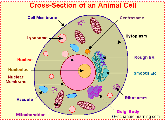 printable nfpa label template | elvin ramsey composite animal cell. Diagram 