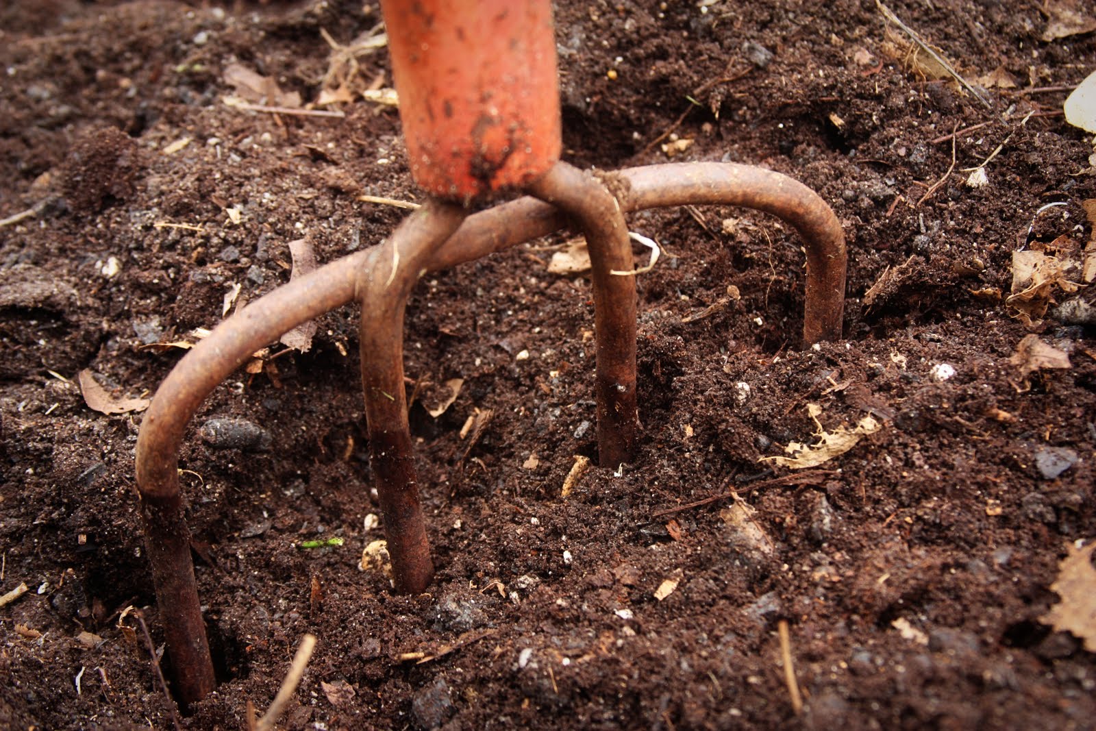 erin's art and gardens compost and clematis