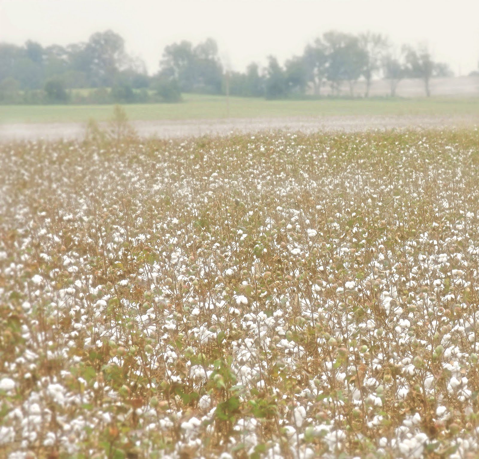 cotton fields
