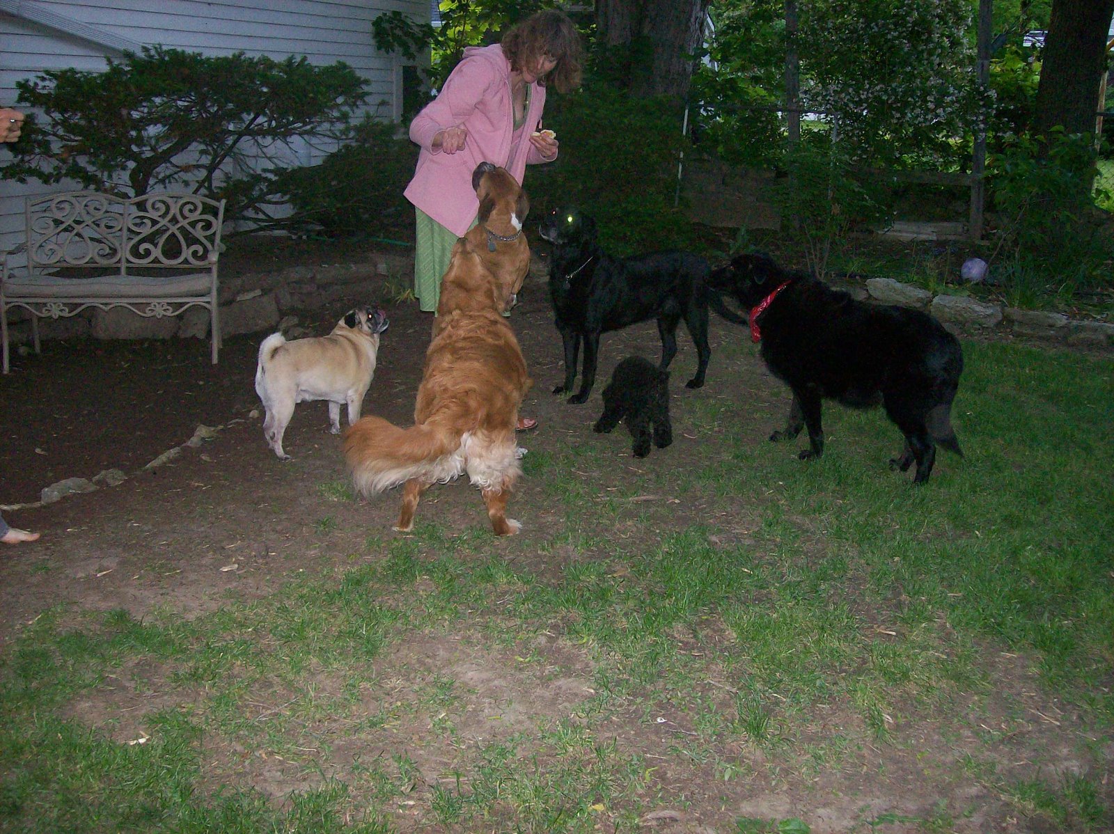 [Lauren+feeding+all+the+dogs+good+view.jpg]