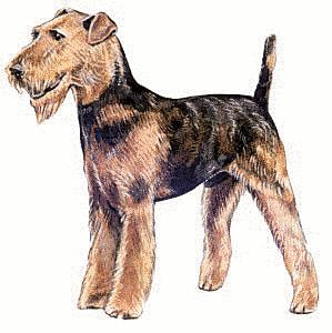 Airedale Terrier Cross