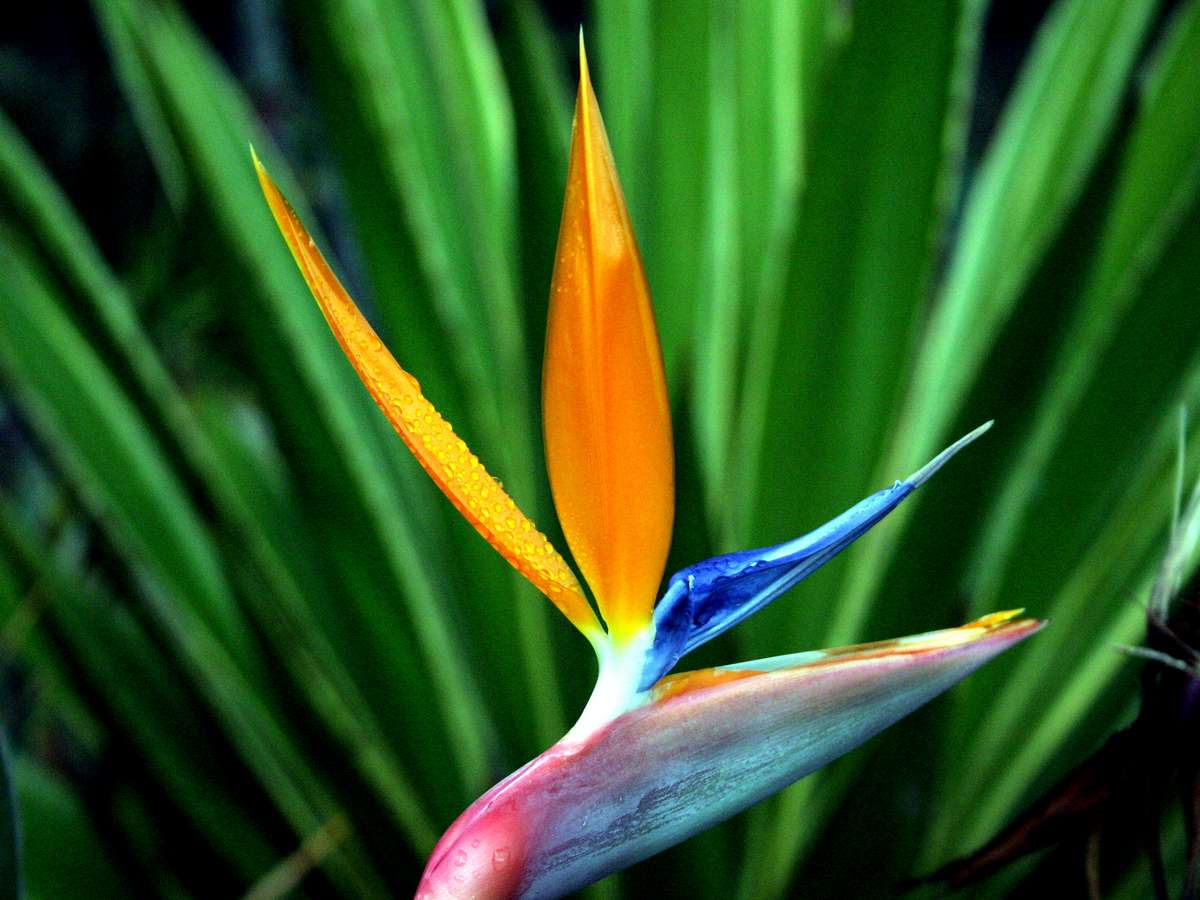 HD Birds of Paradise (Strelitzia) Wallpaper HD Flower Wallpaper