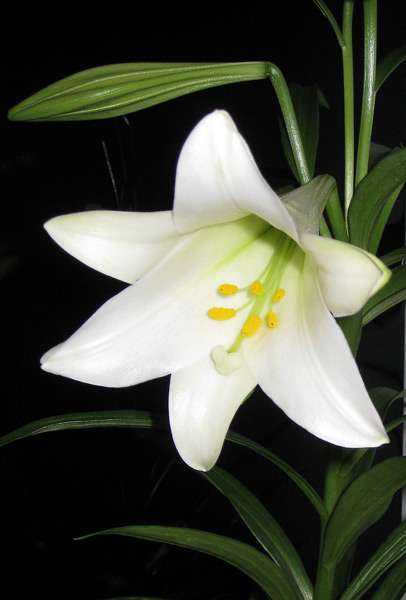 flower lilies