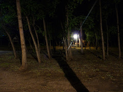 EL BOSQUE EN LA NOCHE