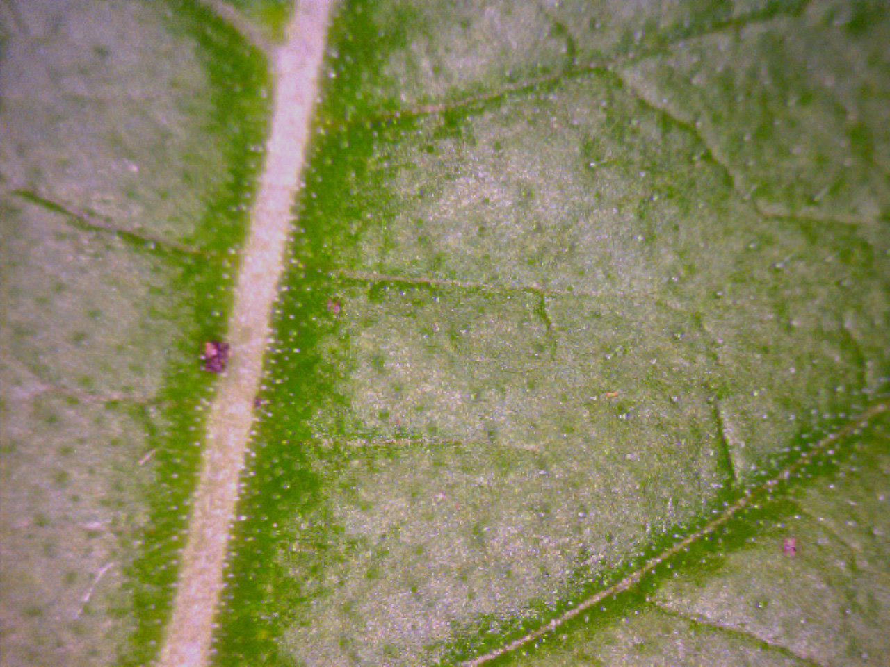 [waterforms++leaf]