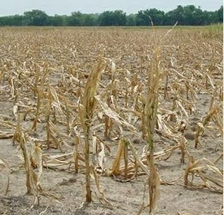 [drought.jpg]