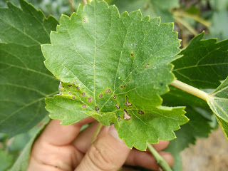 Антракноз на листе винограда